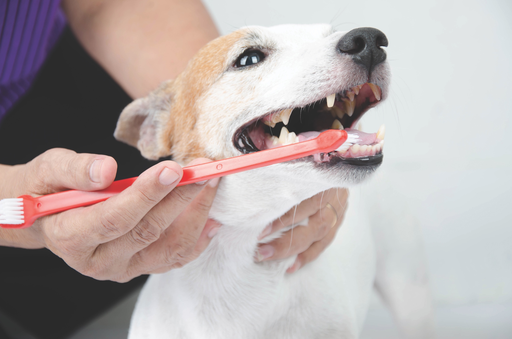 5 Ways to Stay On Top of Dog Dental Care